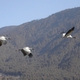  Conserving Black-Necked Cranes in Bhutan