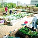 Allotment Gardens Sprout One after Another as Interest Grows in Urban Agriculture