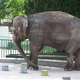 Elephants and Sweet Potatoes to Feed Osaka's Closed-Loop Project to Mitigate Heat Island Effects