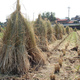 Test Project on Bioethanol Fuel from Rice Straw Starts in Akita