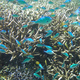 MOE Formulates Marine Biodiversity Conservation Strategy