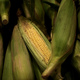 Japanese Research Institute Simulates Biofuel Policy Impact on Crop Prices