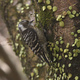 Kajima Develops New Method to Assess Ecological Network for Woodpecker