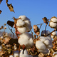 Senshukai Launches Project to Popularize Organic Cotton