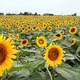Food Waste Recycled for Sunflower Oil Production