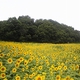 Sunflowers to Help Revitalize City at Foot of Mt. Fuji
