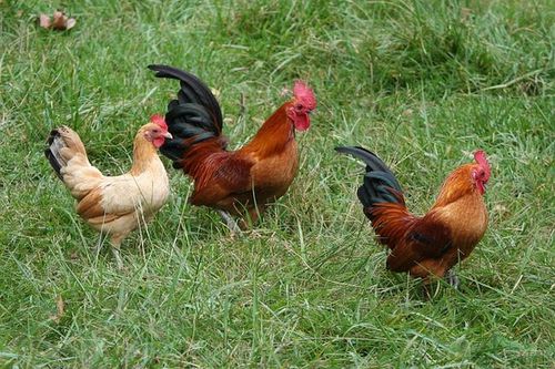 Photo: Old English Game Bantams Chickens Hens Rooster