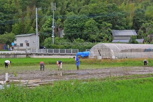 Photo: Rice planting landscape of Jige Furusato Village