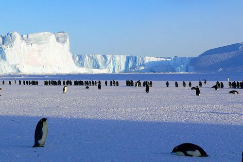 Photo: Penguins