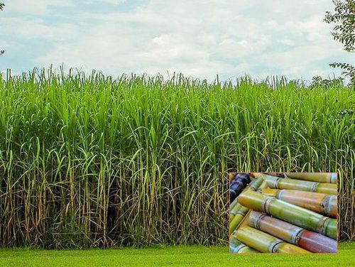 Photo: Sugarcane field and harvested sugarcane.