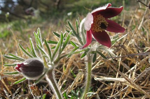 Photo : Pulsatilla cernua