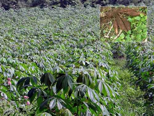 Photo: Cassava field and harvested cassava root