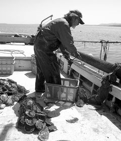 Photo: Scallop cultivation, oyster cultivation