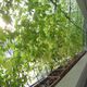 Manufacturer Saving Energy by Growing Vertical Gardens on Factory Walls