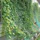 Green 'Curtains' of Plants to Climb School Walls across Japan