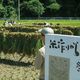 Japanese Company Procures Rice to Promote Food Awareness among Employees, Support Local Farmers