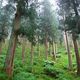 Japanese Regional Banks Cooperate to Protect Forests