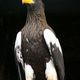 Sapporo Maruyama Zoo to Conserve Endangered Steller's Sea Eagles