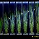 Gene Identified that Allows Rice to Grow in Flood-Prone Areas