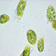 CO2-Absorbing Microalgae Cultivated Using Power Plant Exhaust Gas