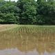 Sake Brewed from Restored Paddy Field Rice Receives Top Biodiversity Award in Japan