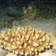 環境省　移植サンゴの産卵を石西礁湖で初確認