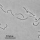 Hemicellulose-Degrading Bacterium Isolated from Livestock Feces