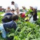 Ito-Yokado to Expand Closed-Loop Agriculture by Seven Farm