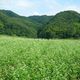 Research Institute Links Forest Biodiversity to Buckwheat Crop Yield