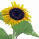 Sunflower Project to Clean Up Radioactive Soil in Fukushima