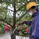 JA Shin Fukushima Verifies 80% Radioactivity Reduction in Fruit Tree Decontamination Experiment