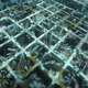 水産総合研究センター　高い生残率のサンゴ増殖技術を開発