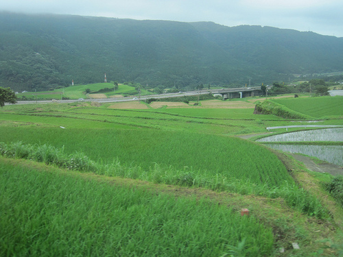 Terraced_rice_fields.jpg