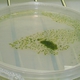 理化学研究所 ラン藻の水素生産量を２倍以上増加させることに成功