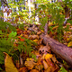 森林総合研究所　世界で初めて、落葉が土壌有機物に変化する過程を解明