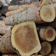 岡村製作所　持続可能な木材利用を目指し「利用方針」を策定