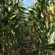 農業環境技術研究所 温暖化の進行で世界の穀物主産地の収量低下を予測