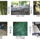 中京大学、竹炭で放射性物質の吸着・除去の可能性を検証