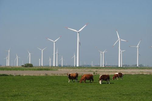 写真：風力発電用の風車群