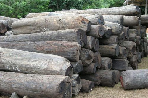 写真：違法伐採の材木