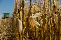 温暖化の進行で鈍化する穀物収量の伸び、適応技術の開発・普及が重要に