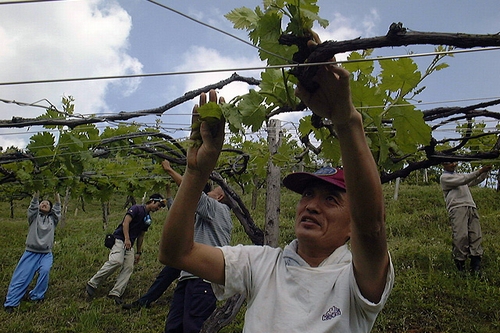 JFS/Developmentally Impaired Persons Working Together to Produce High Quality Wine in Japan