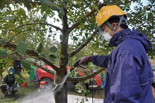 JFS/JA Shin Fukushima Verifies 80% Radioactivity Reduction in Fruit Tree Decontamination Experiment