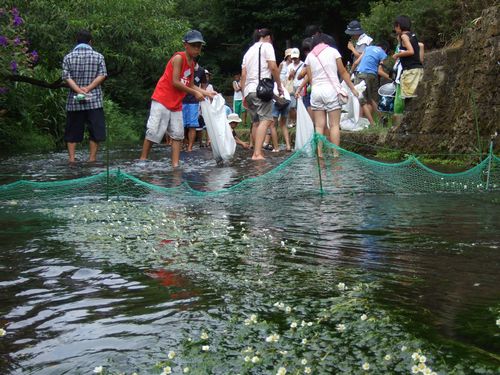 JFS/Restoration of the Rare Mishima Baikamo Plant, Exchange with Korean NGO: Flowering Initiatives by "Groundwork Mishima"