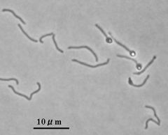 JFS/Hemicellulose-Degrading Bacterium Isolated from Livestock Feces