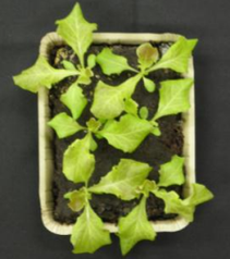 JFS/Showa Denko to Market New LED-Based Plant Cultivation Method