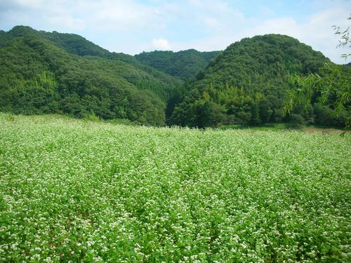 JFS/Research Institute Links Forest Biodiversity to Buckwheat Crop Yield