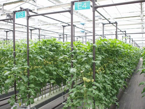 JFS/Mitsubishi Plastics Group Starts Verifying Tomato Cultivation at Solar Light Plant Factory