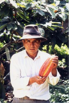 JFS/cacao producer