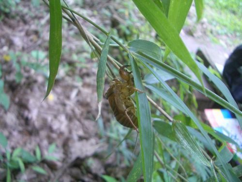 JFS/cicada exuvia